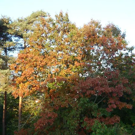 Chene Rouge Lapoutroie